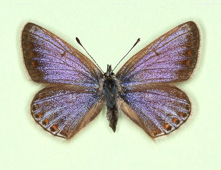 Polyommatus icarus female (aberrant form fusca-supra-caerulea) (Internet Image property of respective owner, non-commercial use only)